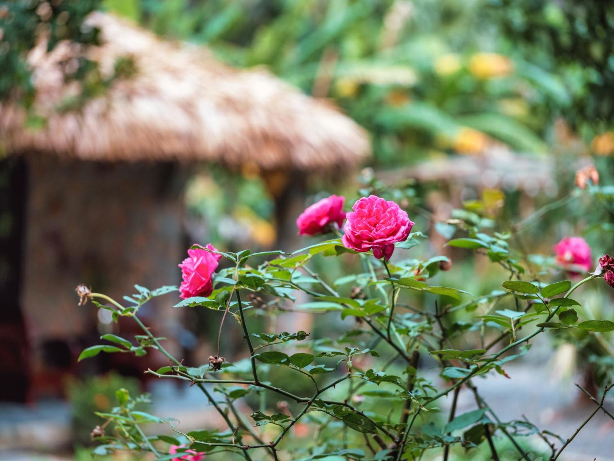 Homestay Cozy Beer Garden Ninh Binh